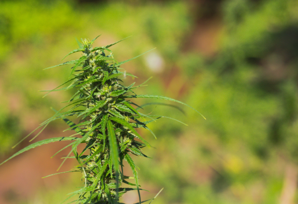 cannabis-marijuana-new-image